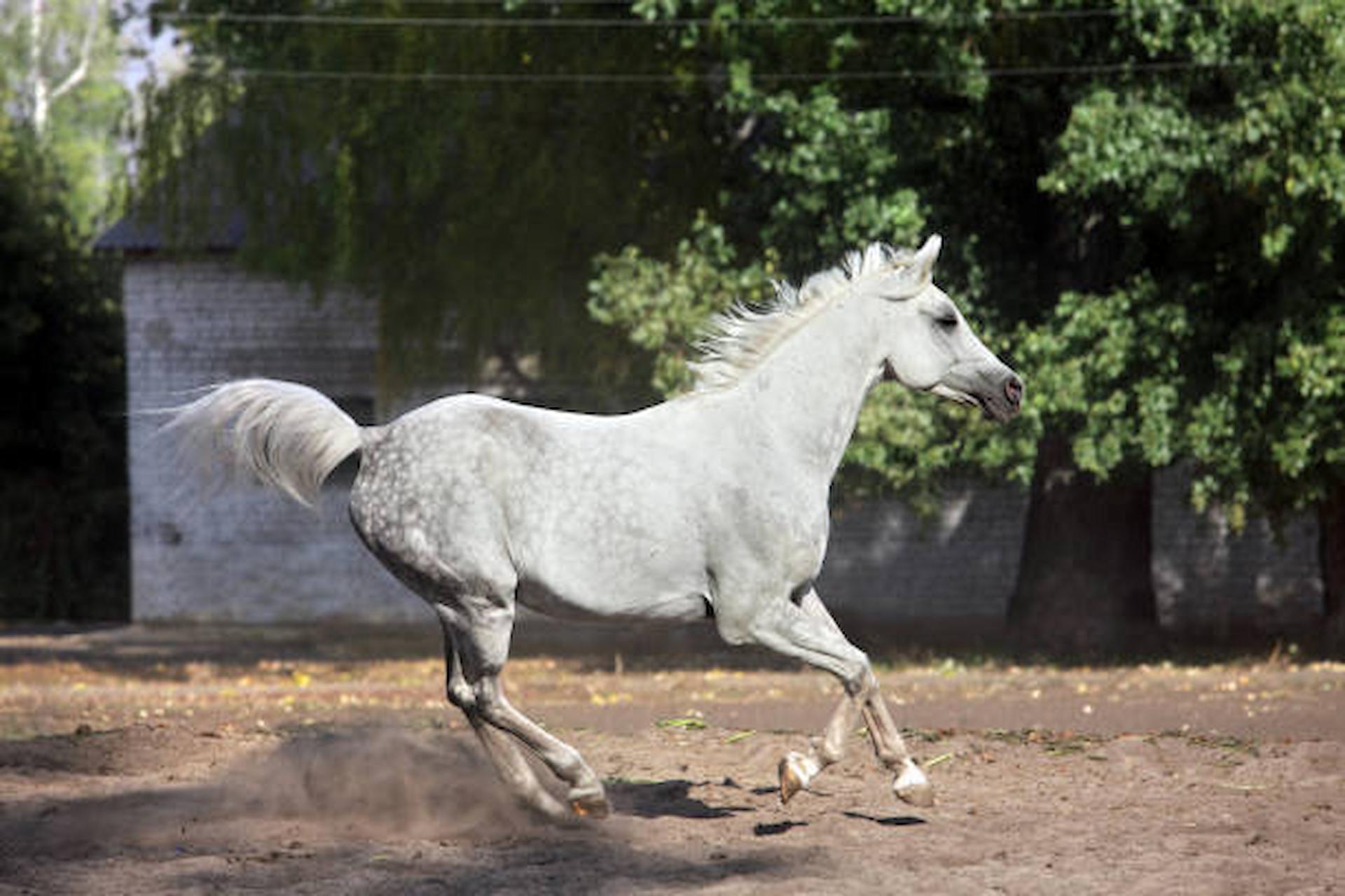 dressage